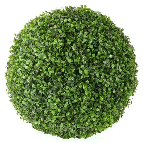 Самшит колхидский